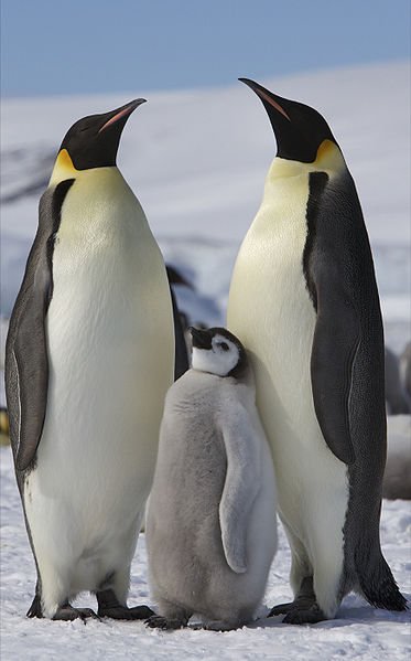 Emperor Penguins - by Ian Duffy