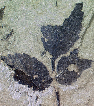 Fossil Leaf from King George Island © Claire McDonald (University of Leeds)