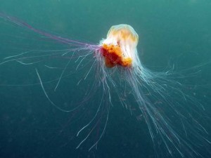 Lions-Mane-Jellyfish